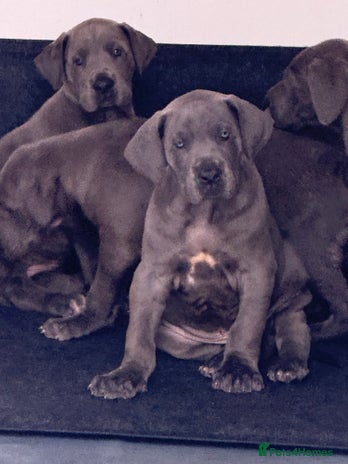 Great Dane dogs - Advert 1