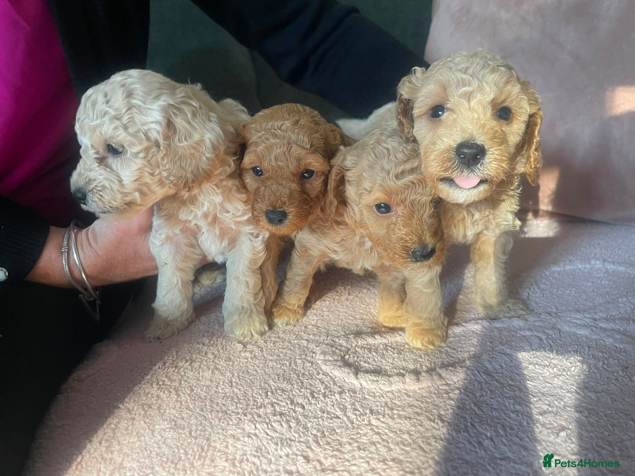 Poochon dogs F1B poochons 5xgirls 2xboys  - Advert 3