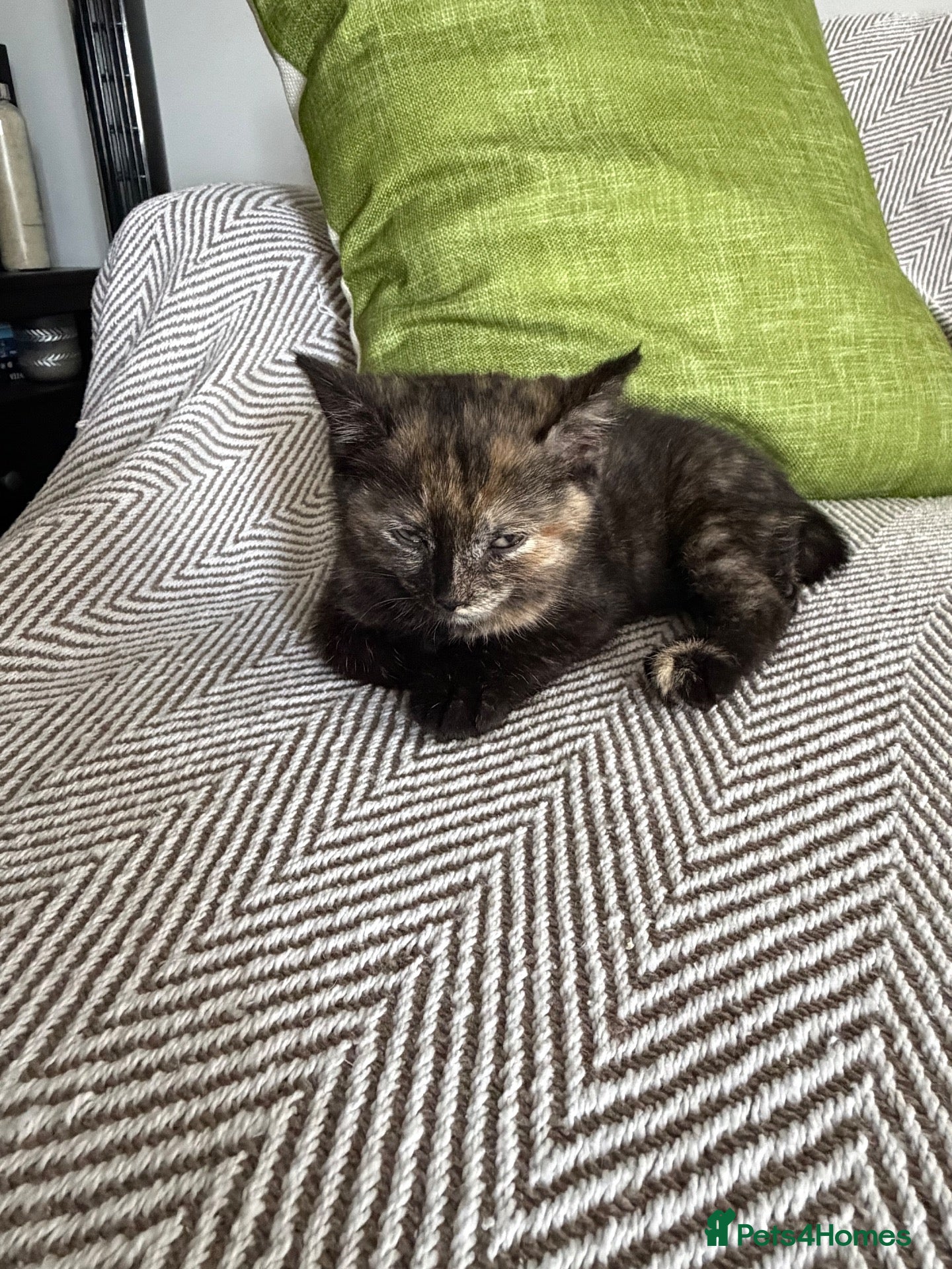 British Shorthair cats 🐾 2 Adorable Kittens Looking for Loving  Homes  - Advert 15