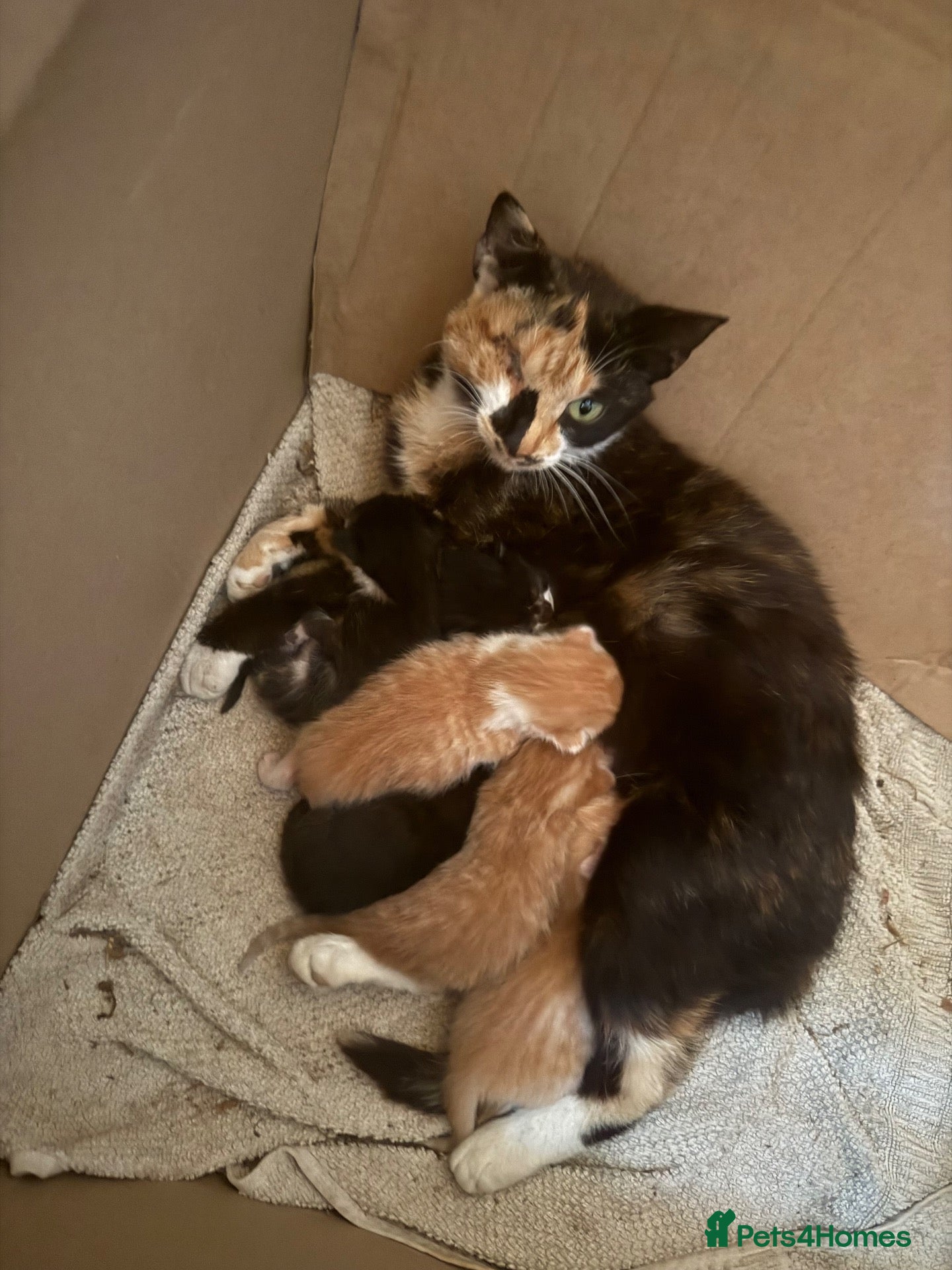 Mixed Breed cats Beautiful kittens - Advert 1
