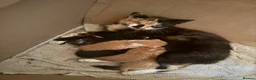 Mixed Breed cats for sale: Beautiful kittens - Advert 1
