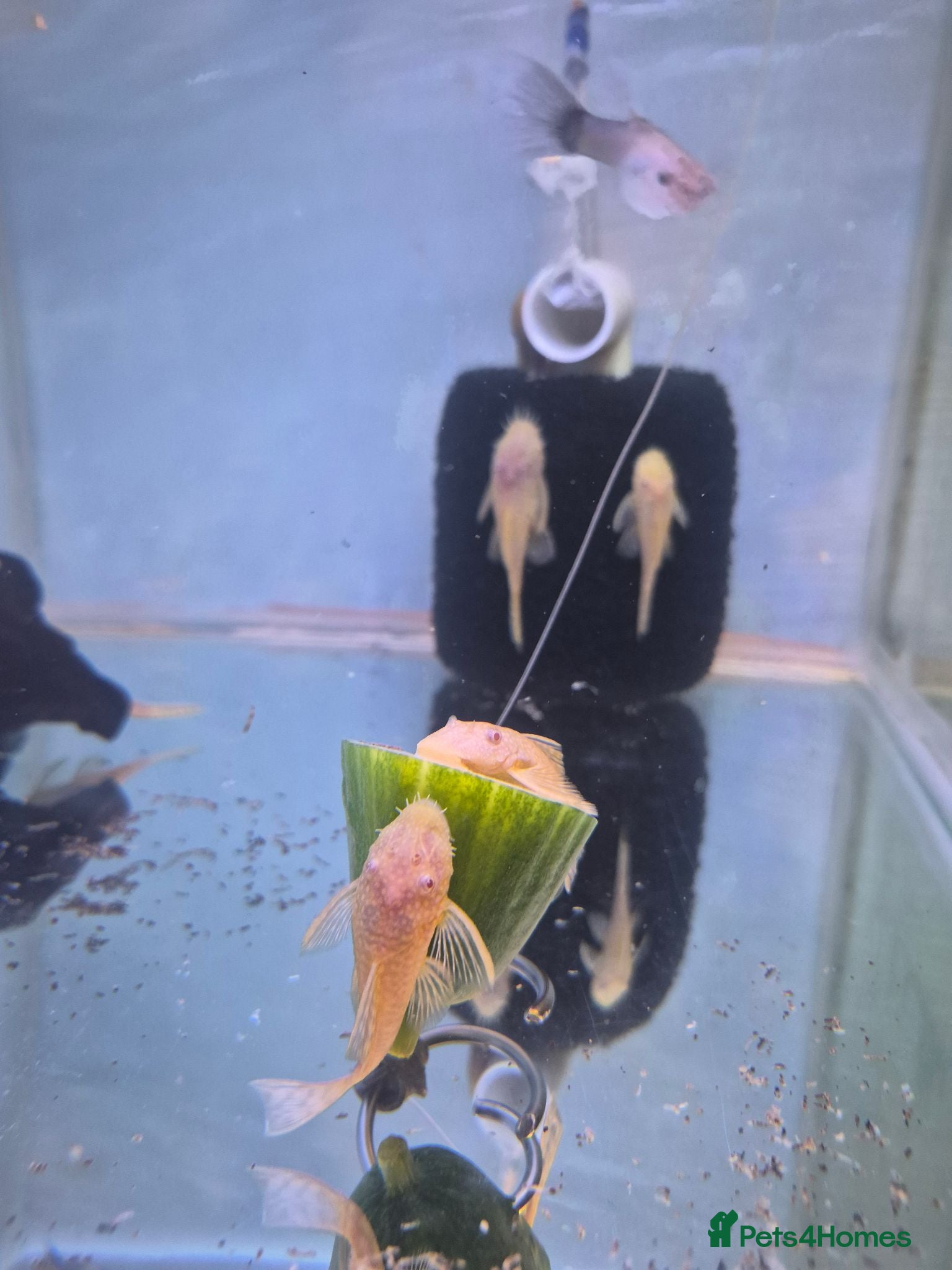 Plecos fish Bristlenose pleco common/albino available  - Advert 21