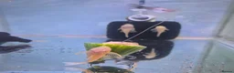 Plecos fish for sale: Bristlenose pleco common/albino available  - Advert 1