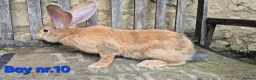 Continental Giant rabbits for sale: VACCINATED Pure Continental Giant  - Advert 17