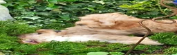 Cockapoo dogs for sale: Show class litter of 7 cockerpoo puppies - Advert 16