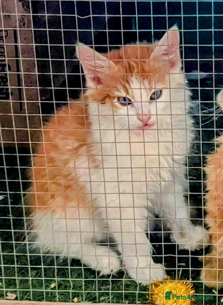Norwegian Forest Cat cats for sale: Beautiful Norwegian Forest Kittens in Maidstone - Advert 4