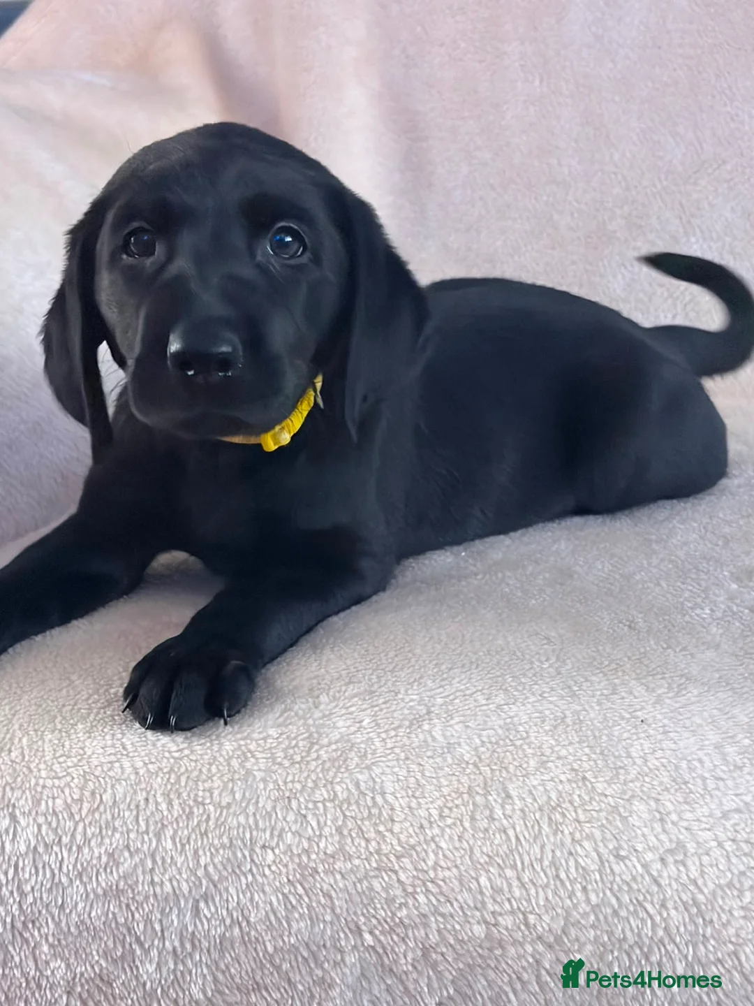 Labrador Retriever dogs for sale: 6 beautiful lab girls (one girl left!) - Advert 40