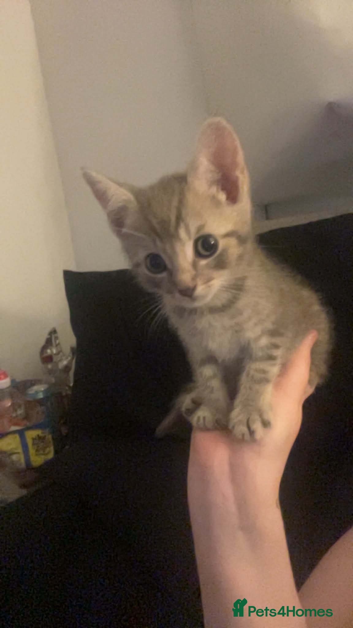 Mixed Breed cats Grey kitten - Advert 1