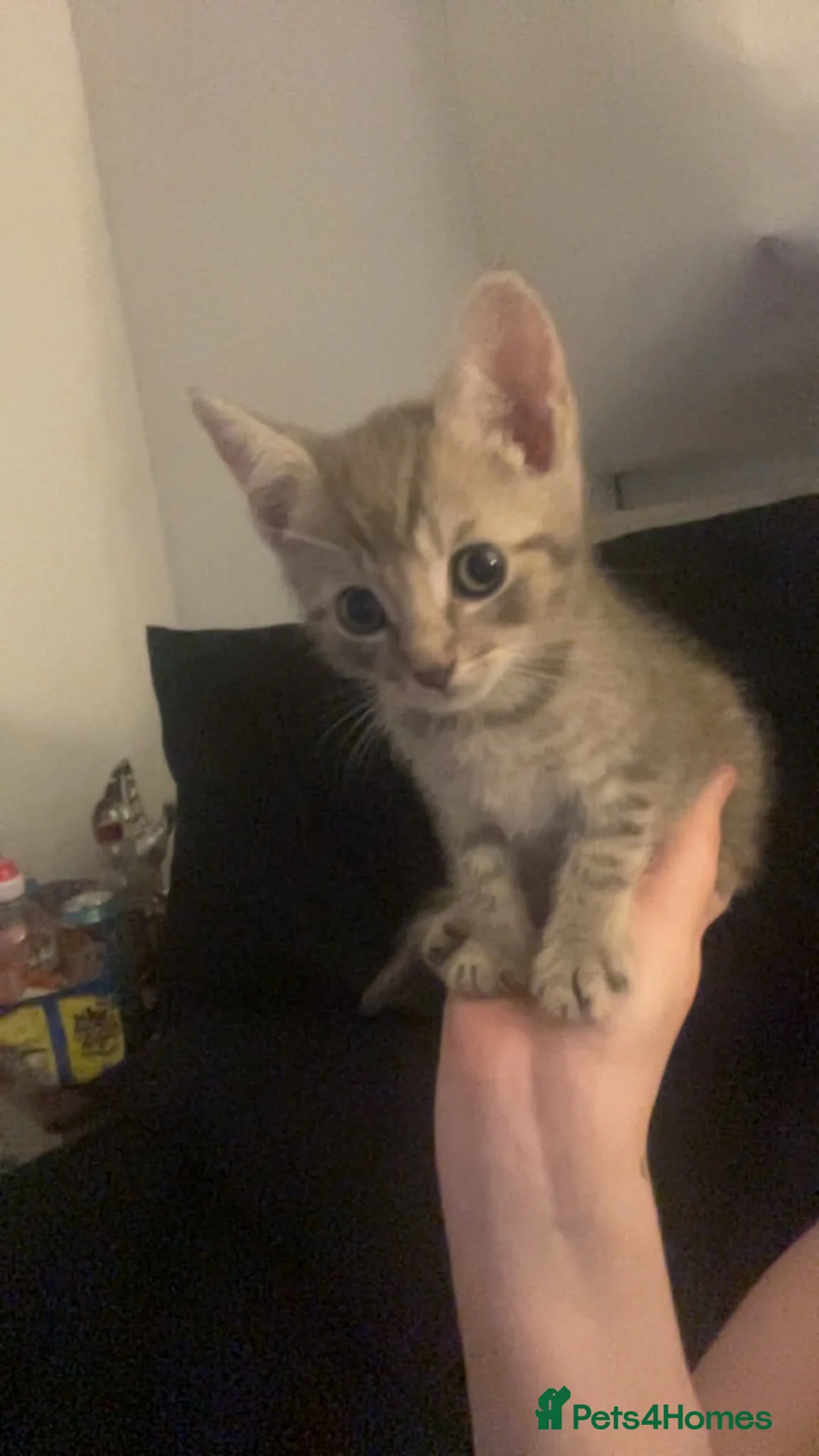 Mixed Breed cats for sale: Grey kitten - Advert 1