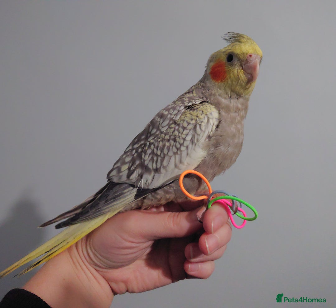 Cockatiels birds for sale: Hand reared silly tame DNA sexed baby cockatiels  - Image 37