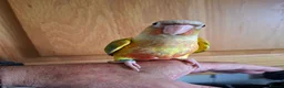 Conures birds for sale: Pineaplle, greencheek, and yellow sided conures  - Advert 14