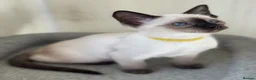 Siamese cats for sale: GCCF Registered Traditional Siamese Kittens  - Advert 6