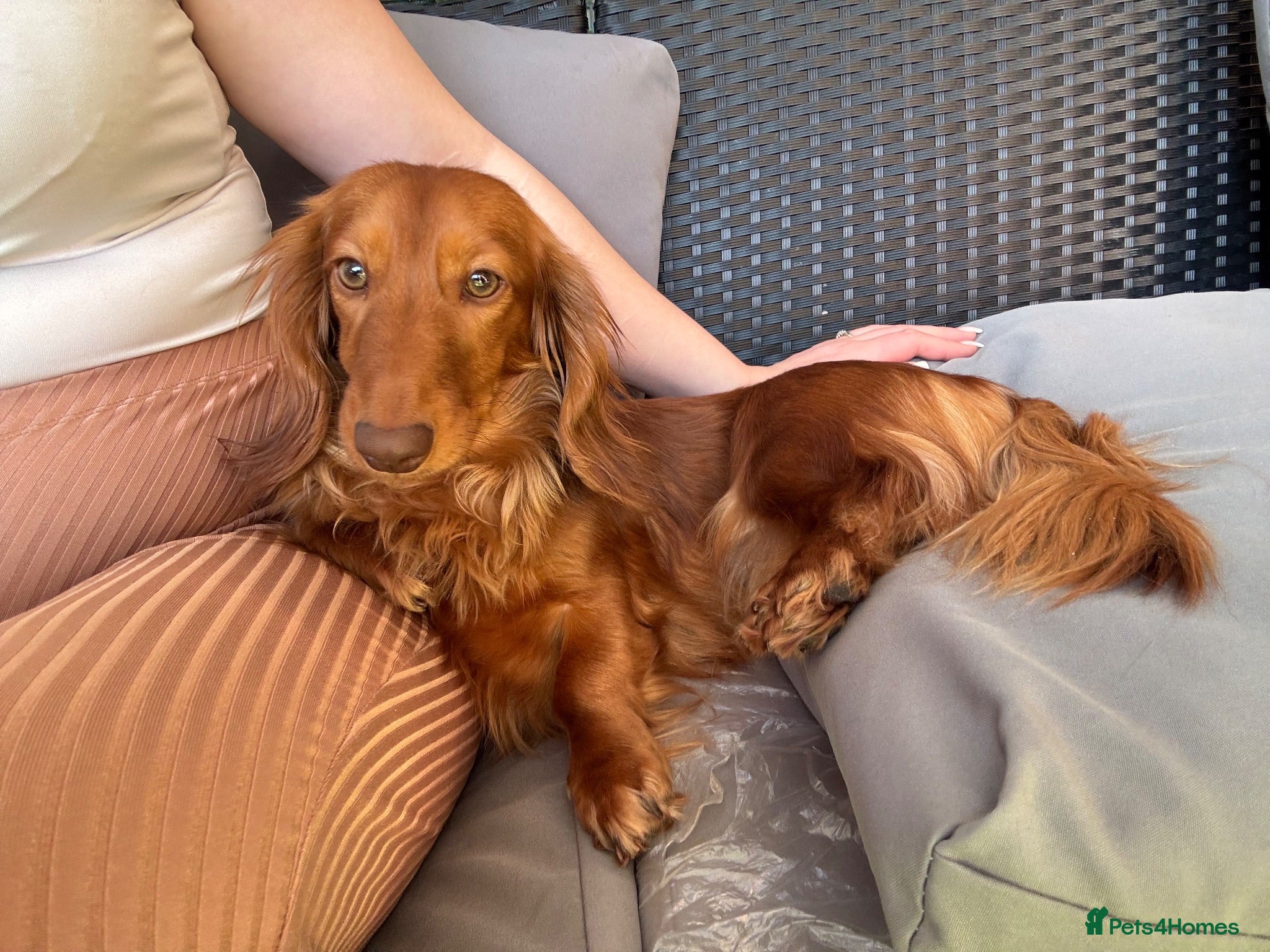 Miniature Dachshund dogs Long hair miniature dachshund  - Advert 1