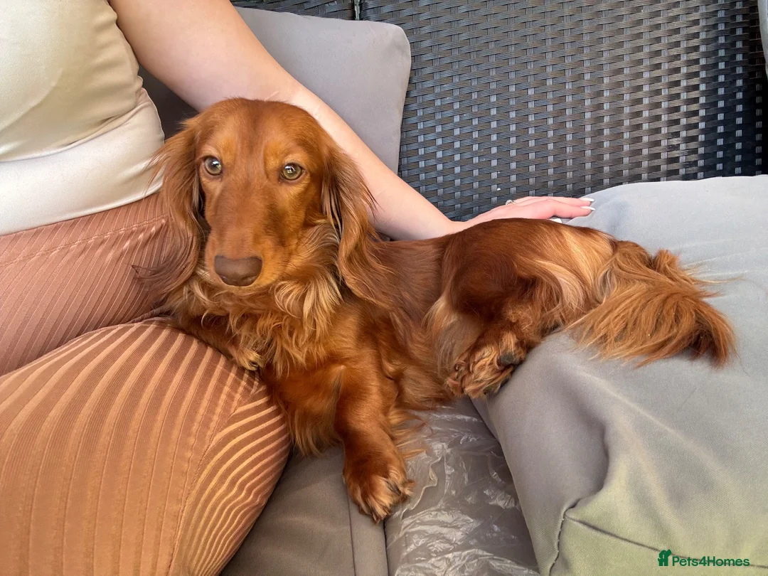 Miniature Dachshund dogs for sale: Long hair miniature dachshund  - Advert 1