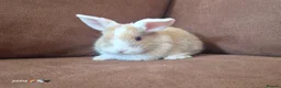 Mixed Breed rabbits for sale: Torte lion head lop  - Advert 7