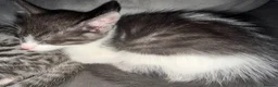Savannah cats for sale: Savannah mixed kittens - Advert 3