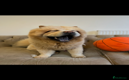 Chow Chow dogs for stud: Cream chow chow Stud  - Image 4