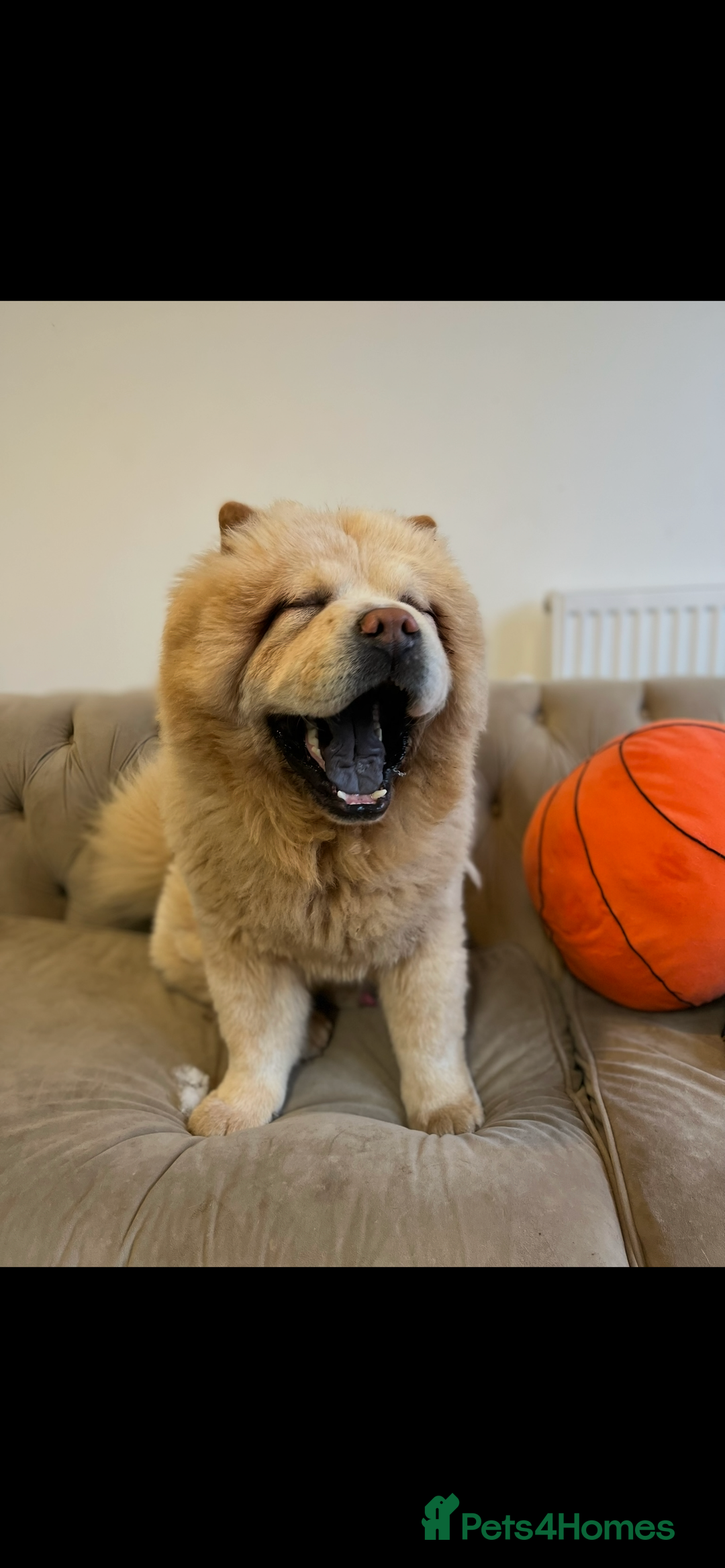 Chow Chow dogs for stud: Cream chow chow Stud  - Image 4
