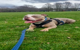American Bully dogs for sale: Rehome my American Pocket Bully :( - Image 2