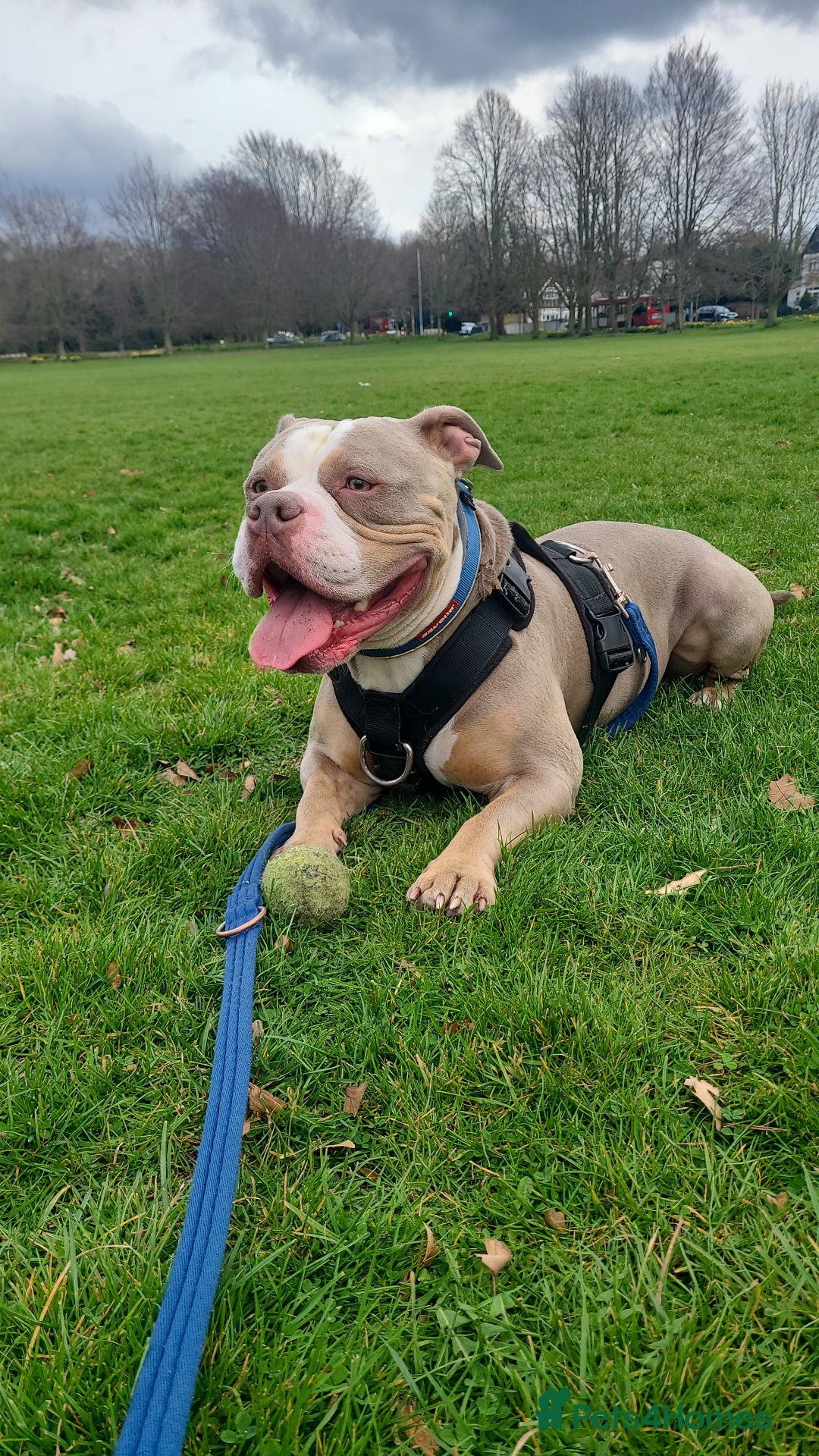 American Bully dogs for sale: Rehome my American Pocket Bully :( - Image 2