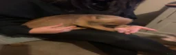 Mixed Breed dogs for sale: 4 French wieners  - Advert 9