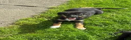 Borador dogs for sale: Borador puppies in Talybont - Advert 2