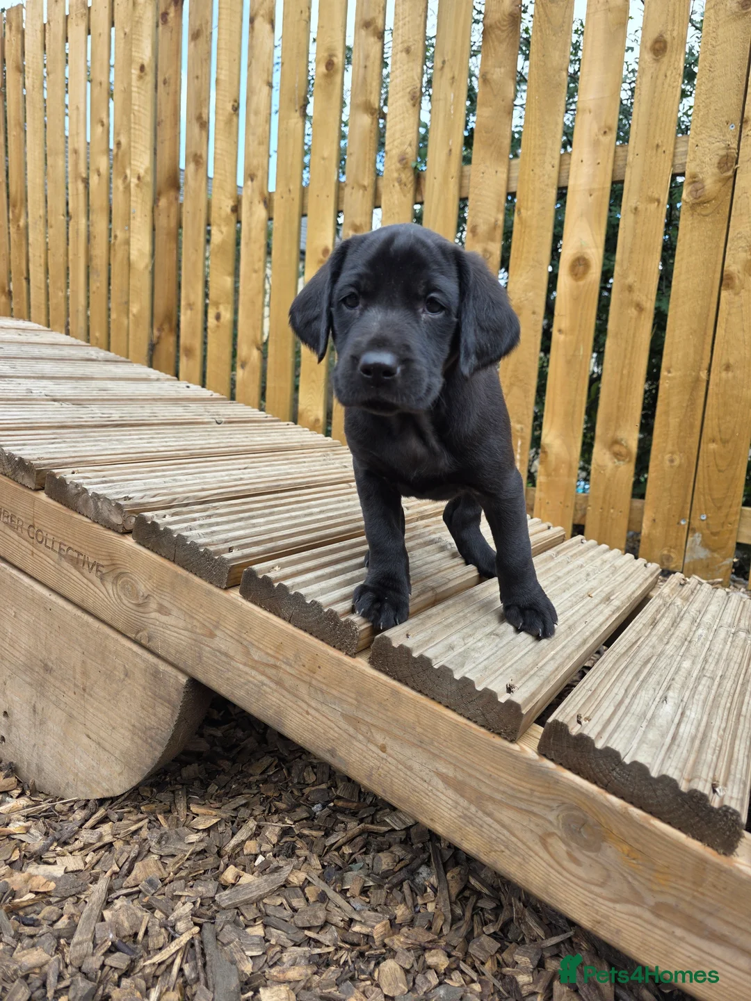 Labrador Retriever dogs for sale: Gorgeous pups from our Milromali working lines  - Advert 2