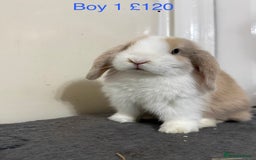 Mini Lop rabbits for sale: Beautiful Mini Lops - Advert 2