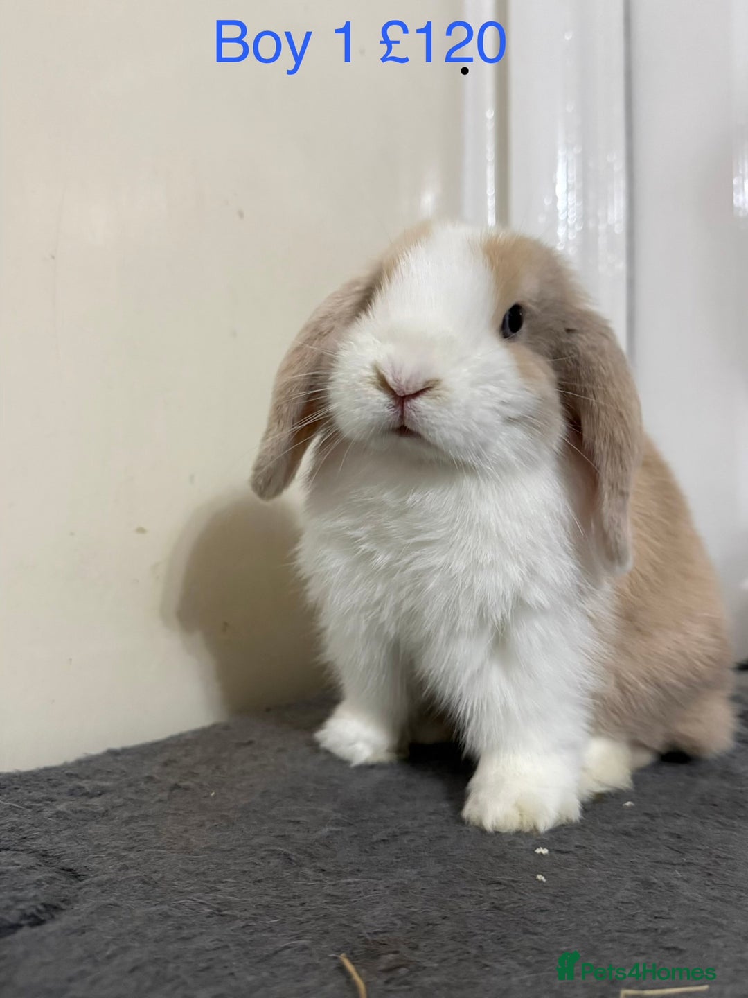 Mini Lop rabbits for sale: Beautiful Mini Lops - Advert 2