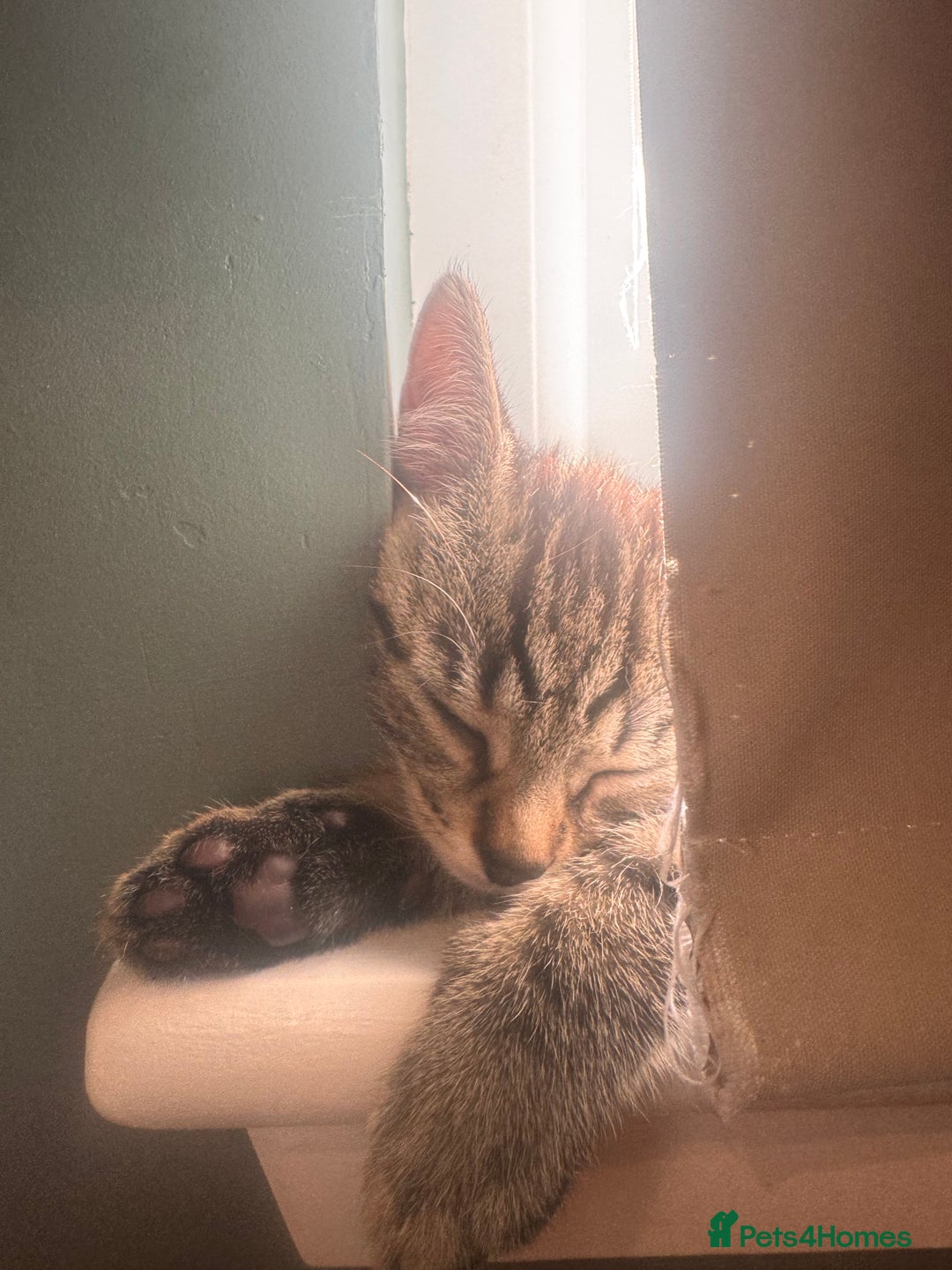 Mixed Breed cats for sale: 2 kittens 1 male 1 female  - Advert 3