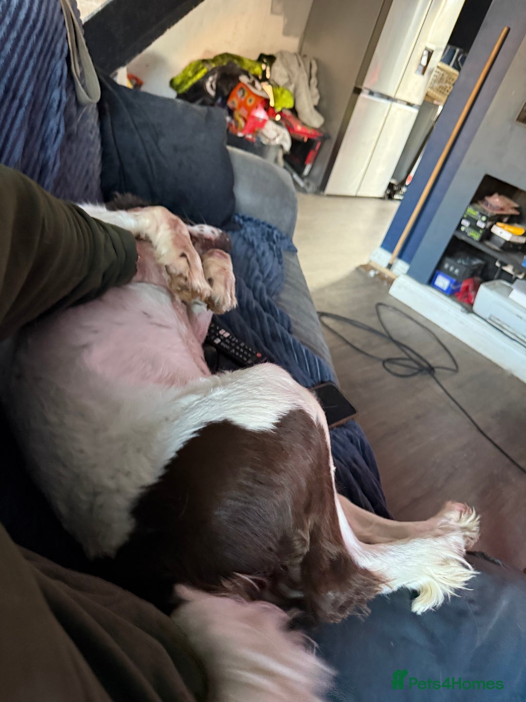 English Springer Spaniel dogs for sale: Charlie needs a new home - Advert 3