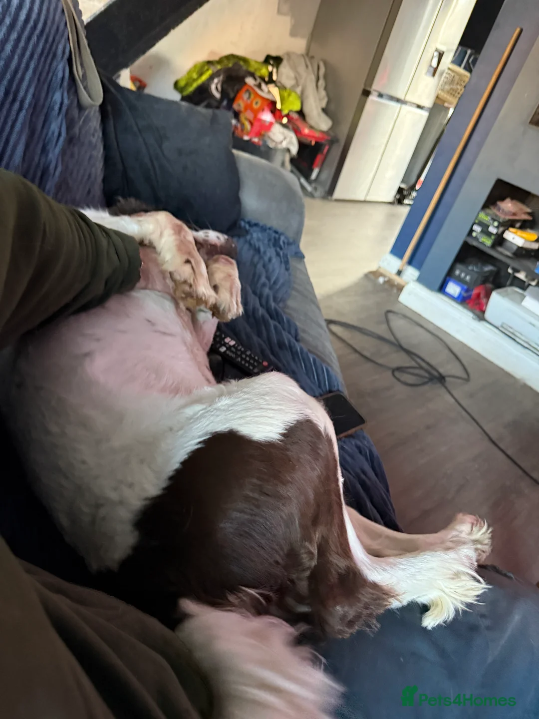 English Springer Spaniel dogs for sale: Charlie needs a new home - Advert 3