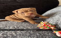 American Bully dogs for sale: Stunning pocket bullie’s  - Image 34