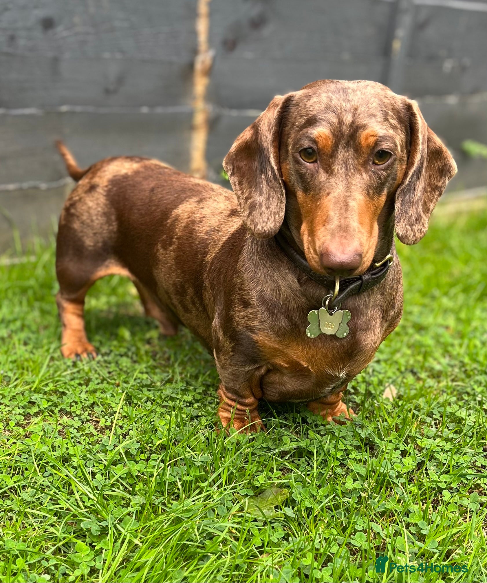 Miniature Dachshund dogs 🔥For stud proven miniature dachshund🔥   in Windsor - Advert 1
