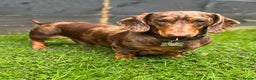Miniature Dachshund dogs for stud: 🔥For stud proven miniature dachshund🔥   in Windsor - Advert 1