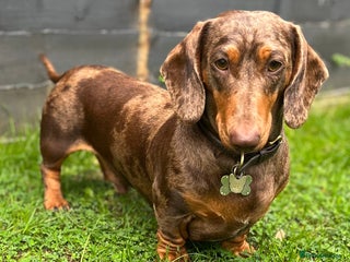Miniature Dachshund dogs in Windsor - Advert 5