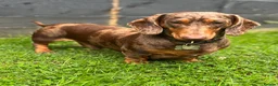 Miniature Dachshund dogs for stud: 🔥For stud proven miniature dachshund🔥   in Windsor - Advert 1