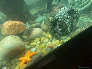 Plecos fish Plecos - Advert 1