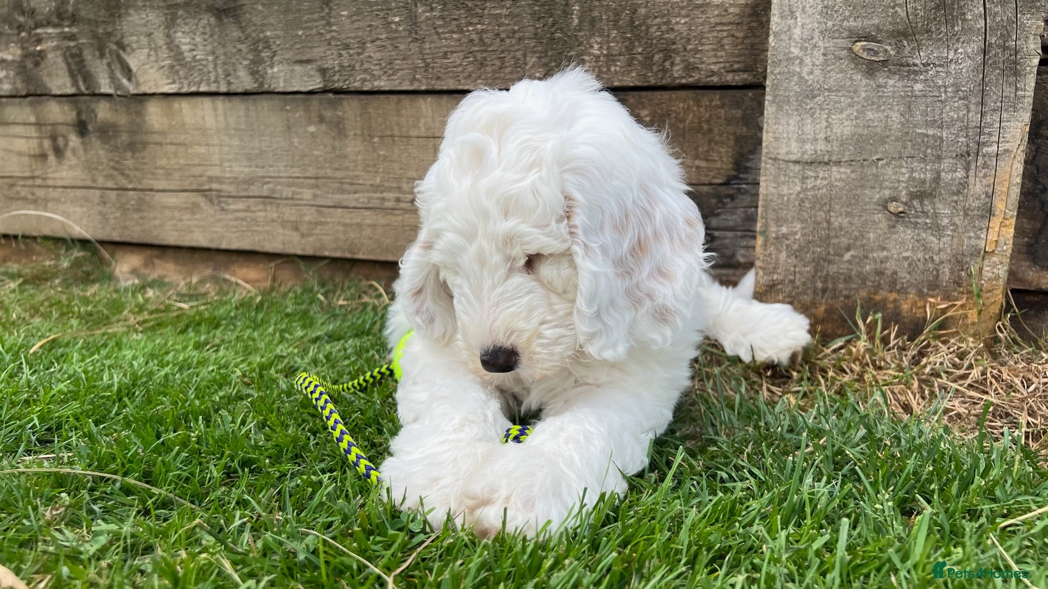 Australian Labradoodle dogs Australian Labradoodle Puppies, Ready to leave - Advert 2