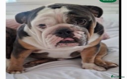 English Bulldog dogs for sale: Buddy is searching for his forever home - Image 3