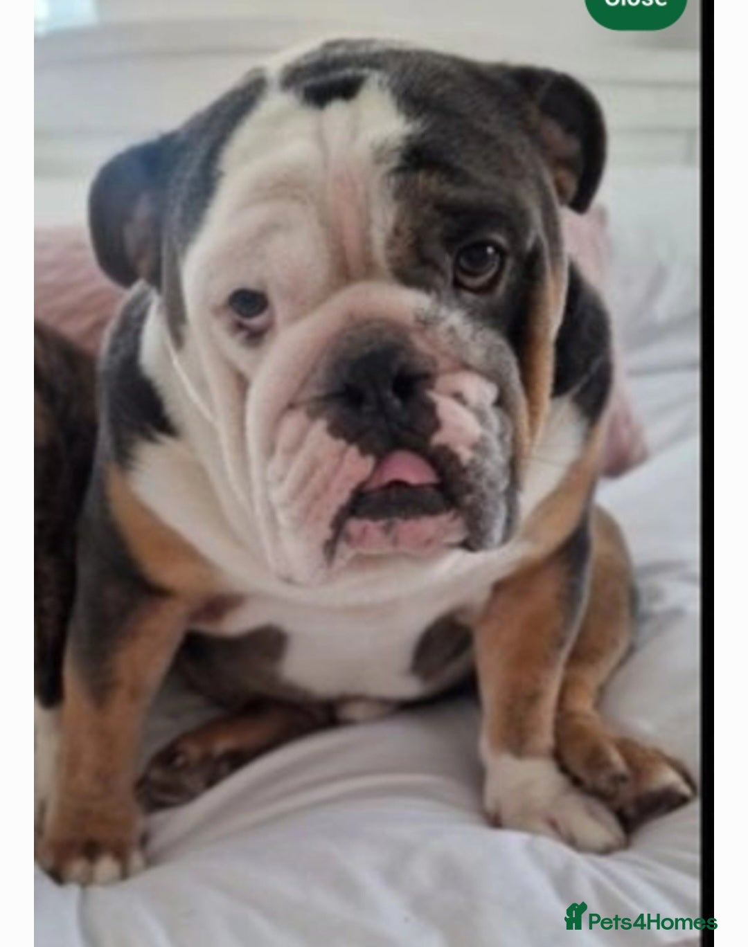 English Bulldog dogs for sale: Buddy is searching for his forever home - Image 3
