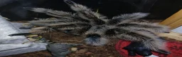 Tarantulas invertebrates for sale: FULL SETUP INC Female Golden knee tarantula - Advert 4