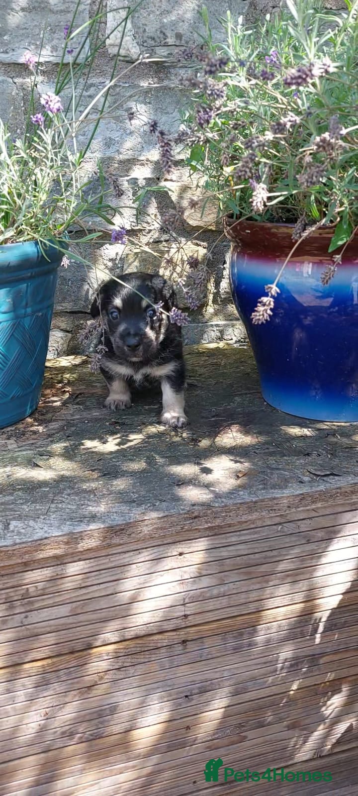 Mixed Breed dogs REDUCED JACKINORIPOOS - Advert 1