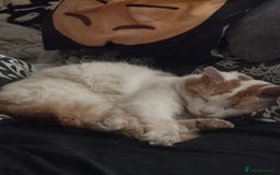 British Shorthair cats for sale: Bert is male 2 year old  - Image 1