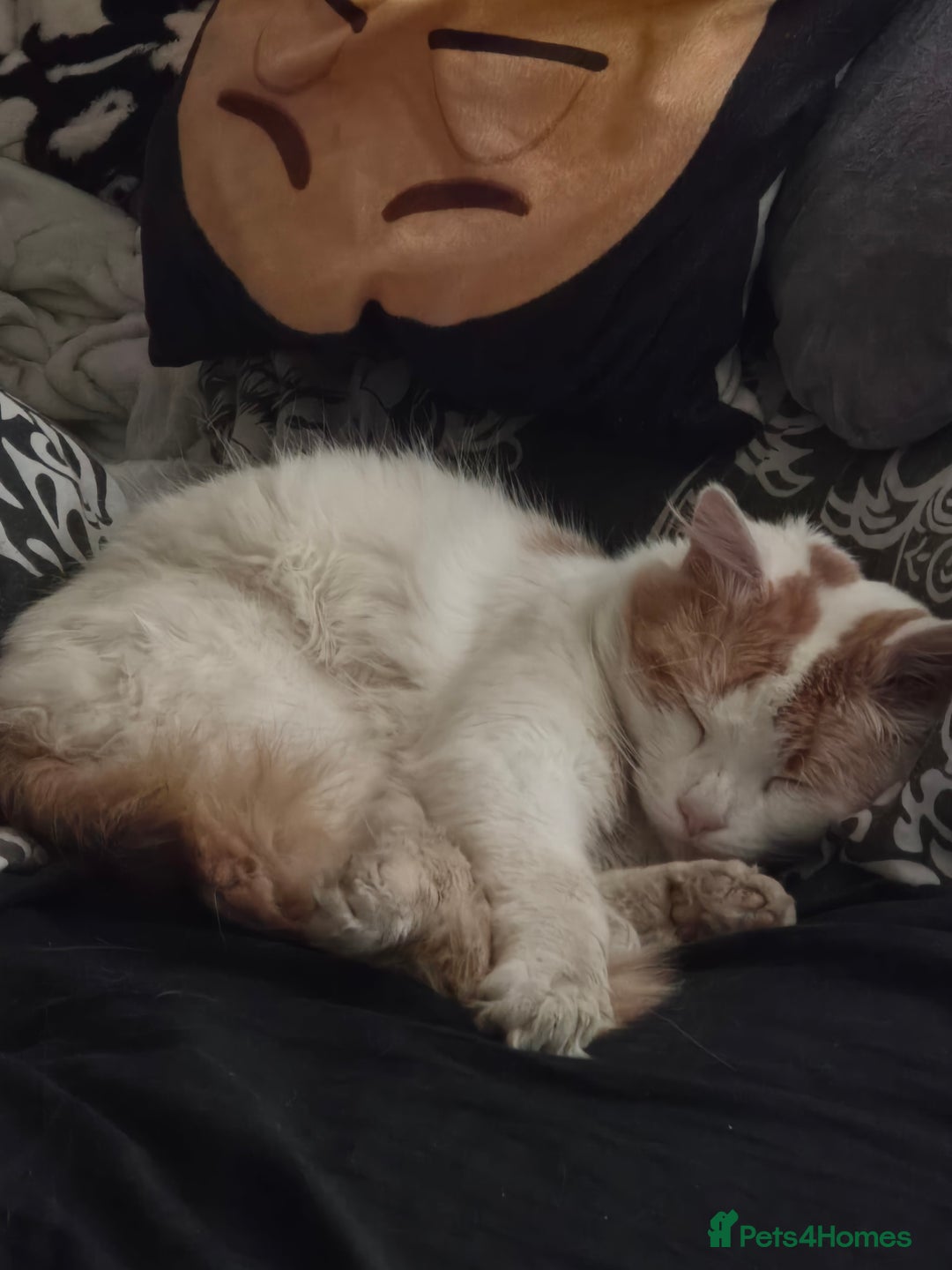 British Shorthair cats for sale: Bert is male 2 year old  - Image 1