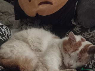 British Shorthair cats - Advert 29