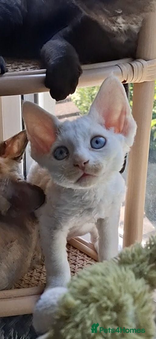 Devon Rex cats Last boy- FIFe registered -Spayed & Ready Now - Advert 2