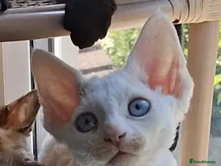 Devon Rex cats Last boy- FIFe registered -Spayed & Ready Now - Advert 2
