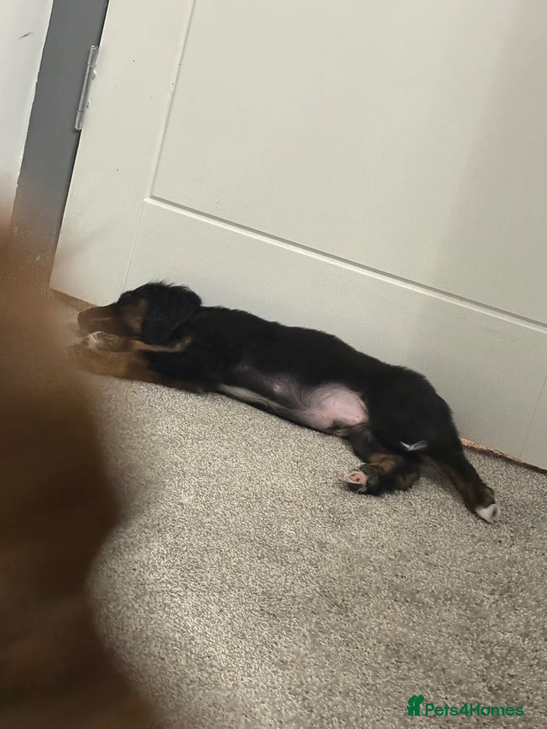 Mixed Breed dogs for sale: Cocker collies  - Advert 2