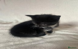 Mixed Breed cats for sale: Mixed Litter of 6 Kittens Different Personalities - Image 10